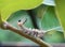Pooping caterpillar of Tussock moth