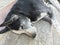 Poor abandoned dog lying at the doorstep and needed help since then it was guarding my house and street as well in friendly manner