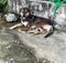 Poor alone homeless dog lay down on dirty concrete ground