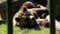 Poor animal brown bear Ursus arctos sleeping in captivity zoo