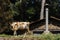 Poor dirty cow stands on the meadow near the house