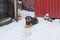 Poor dog sits at snow