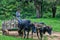 A poor farmer with ox cart in the Paraguayan jungle.