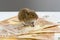 Poor field mouse captured in a trap