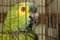 A poor green and yellow macaw in a cage