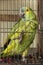 A poor green and yellow macaw in a cage