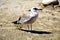 Poor gull on the beach, gull on sand