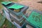 Poor harvest means lack of bees. The bees remained dead lying in layers on pads hive`s cane during inspection. beekeeper hand show