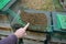 Poor harvest means lack of bees. The bees remained dead lying in layers on pads hive`s cane during inspection. beekeeper hand show