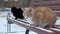 Poor homeless pet cats trying to survive in cold winter snow