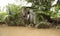 Poor hut in the jungle of Mekong Delta