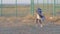 Poor little girl wandering in refugee camp near the state border, strange child walking near the fence covered with blue blanket n