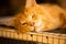 Poor red golden Maine Coon cat lies wearily on the cage, poor locked animal, exploitation