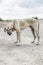 Poor and skinny street dog standing on the path