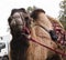 Poor tired circus camel during transportation to diverse zoo
