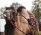 Poor tired circus camel during transportation to diverse zoo