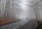 Poor visibility from fog in winter morning: View on german country road through forest with bare trees and headlights of car