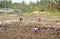 Poor women collecting garbage in the garbage dumb near a sea in Sri Lanka