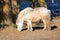 Poorly Groomed Neglected Shetland Pony