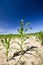 poorly grown sweet corn in the agricultural field