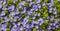 Poorman\'s Weatherglass Lysimachia foemina wildflowers