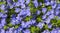 Poorman\'s Weatherglass Lysimachia foemina wildflowers