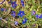 Poorman`s Weatherglass Lysimachia foemina wildflowers blooming in San Francisco bay, California; native in Europe