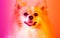 Pop art portrait of pomeranian small german spitz dog. Bright pink and orange background