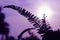 Pop art styled silhouette of fern leaves against bright sun and purple sky