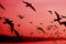 Pop art surreal style red colored morning sky with silhouette of flying seagulls` flock