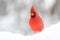 Pop of Red : Northern Cardinal Perching on a Snowy Day in Winter