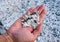 Popcorn Beach on the Canary Island of Fuerteventura in Spain, a handful of fossilized seaweed in hand