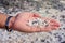 Popcorn Beach on the Canary Island of Fuerteventura in Spain, a handful of fossilized seaweed in hand