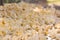 Popcorn Closeup Texture Yellow Fresh Ground Food Kernel