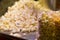 popcorn kept in counter for selling in transparent plastic packets. popular snack during watching movie. pile of white popcorn
