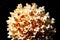 A popcorn kernel exploding into a nebula