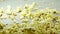 Popcorn tossed up  Shot with high speed camera, HD 1080p. Slow Motion.