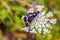 The poplar admiral, Limenitis populi butterfly sitting on white wild blooming Pimpinella Saxifraga or burnet-saxifrage flower.