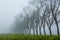 Poplar avenue in the fog, street with poplars in the fog