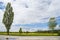 Poplar and birch tree with oilseed rape field