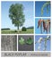 Poplar, black poplar, populus, nigra, fruit stands, short shoots, slow-motion