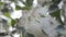 Poplar blossom. Poplar fluff down. Fluffy white poplar flowers inflorescences