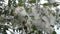 Poplar blossom. Poplar fluff down. Fluffy white poplar flowers inflorescences