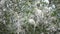 Poplar blossom. Poplar fluff down. Fluffy white poplar flowers inflorescences