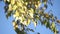 Poplar branch closeup over blue sky