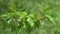 Poplar branch with young leaves in early spring