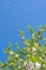 Poplar branches with seed tufts