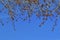 Poplar branches with swollen buds against the blue spring sky