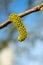 poplar catkins closeup. poplar catkins in macro. image of poplar catkins. photo of poplar catkins