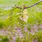 Poplar catkins4